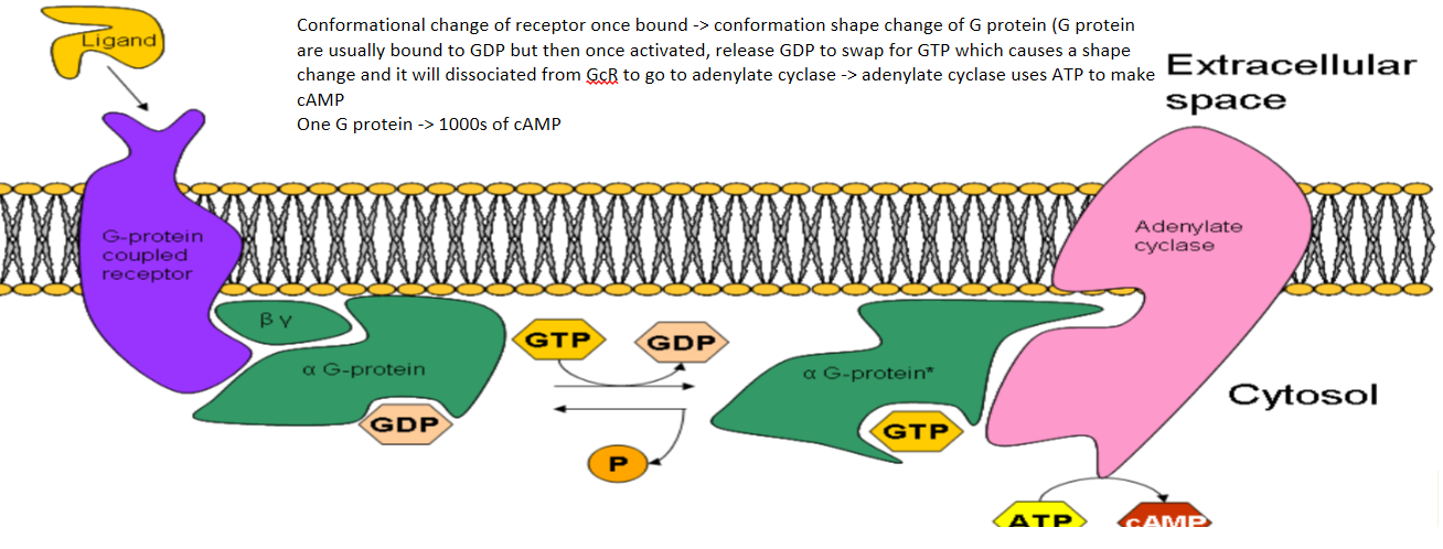 When a hormone binds to a receptor, G protein undergoes a conformation change. It can then go activate adenylate cyclase to make cAMP from ATP

Also activate phospholipase C (DAD and InP3) 