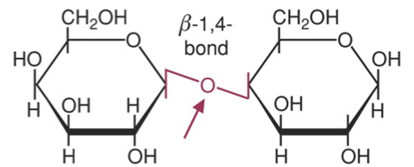 <p>has a hemiacetal (OH next to C-O) on either anomeric carbons that can form glycosidic bonds</p>