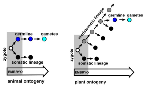 <ul><li><p><span style="background-color: transparent; font-family: "Helvetica Neue", sans-serif;">Higher plants need more rounds of DNA-damaging mitosis to make gametes</span></p></li><li><p><span style="background-color: transparent; font-family: "Helvetica Neue", sans-serif;">Higher animals need fewer rounds of mitosis</span></p></li><li><p><span style="background-color: transparent; font-family: "Helvetica Neue", sans-serif;">Reflects difference in gamete formation process, not life strategy</span></p><ul><li><p><span style="background-color: transparent; font-family: "Helvetica Neue", sans-serif;">Mechanistic difference, not strategy/survival difference</span></p></li><li><p><span style="background-color: transparent; font-family: "Helvetica Neue", sans-serif;">More mutations in plants potentially allows them to evolve at faster rate and adapt more</span></p></li></ul></li></ul><p></p>
