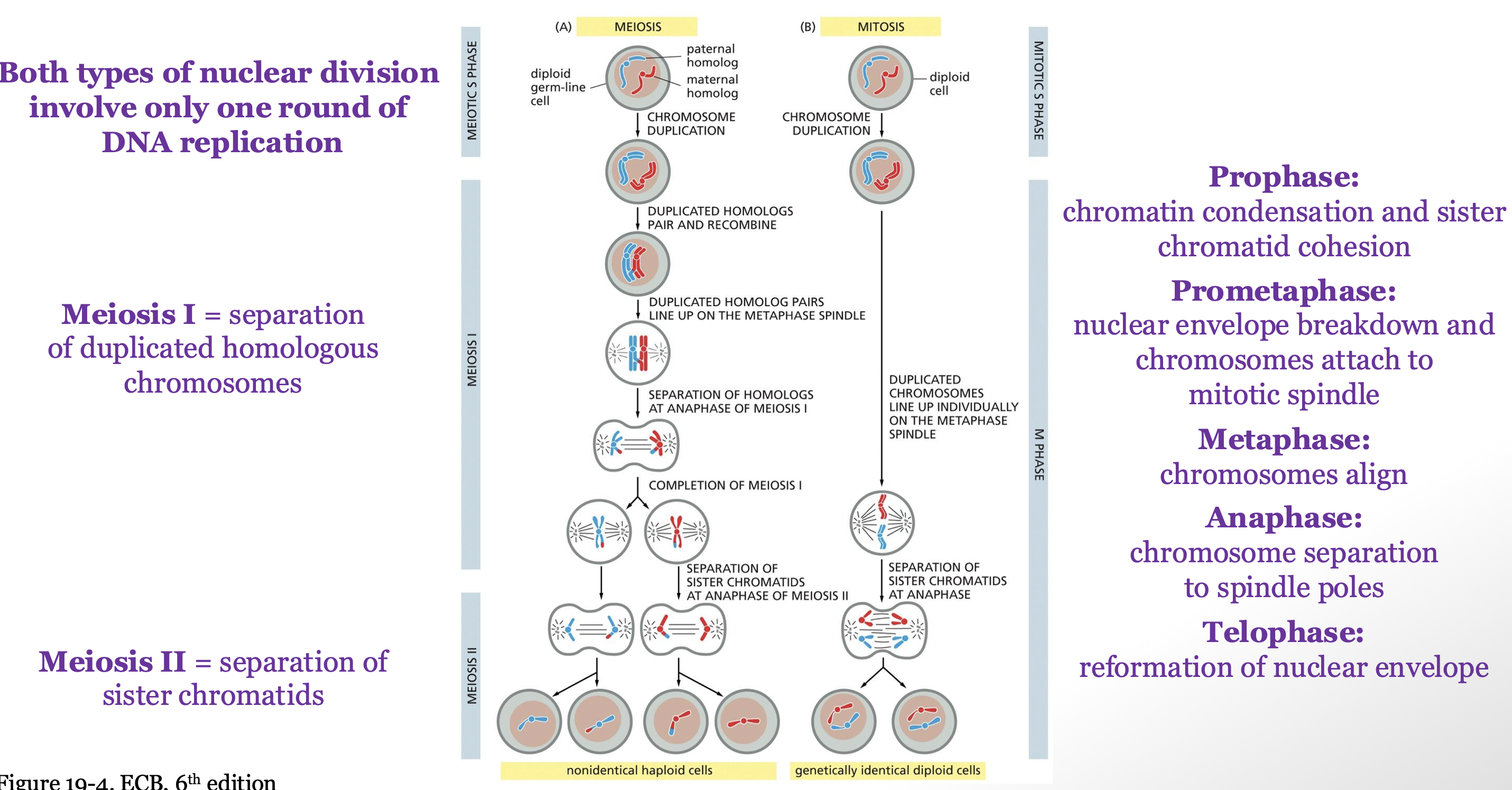 <p>only one round of DNA replication and 2 rounds of division </p><ul><li><p>meiosis I: separation of duplicated homologous chromosomes </p></li><li><p>meiosis II: separation of sister chromatids </p></li></ul><p></p>