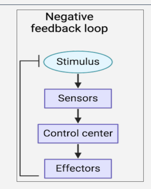 <ul><li><p>if the variable is disturbed , this system restores it towards it set point value&nbsp;</p></li></ul><p></p>