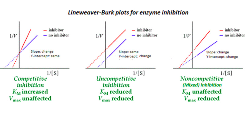 * known as a double reciprocal plot, is a graphical representation used in enzyme kinetics. 
* It is created by plotting the reciprocal of the initial reaction rate against the reciprocal of the substrate concentration. 
* The plot can be used to determine the kinetic parameters of an enzyme, such as the maximum reaction rate (Vmax) and the Michaelis-Menten constant (Km). 
* The slope of the plot represents the Km/Vmax ratio, while the y-intercept represents 1/Vmax. 