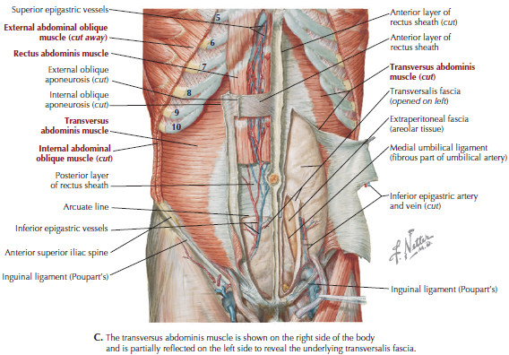 knowt flashcard image