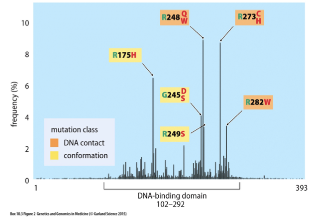 <p>Also known as p53, it is a tumor suppressor gene crucial for regulating the cell cycle, DNA repair, and apoptosis. Mutations in Tp53 are commonly associated with various cancers. </p>