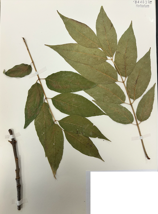 <p>Family? Genus?</p>