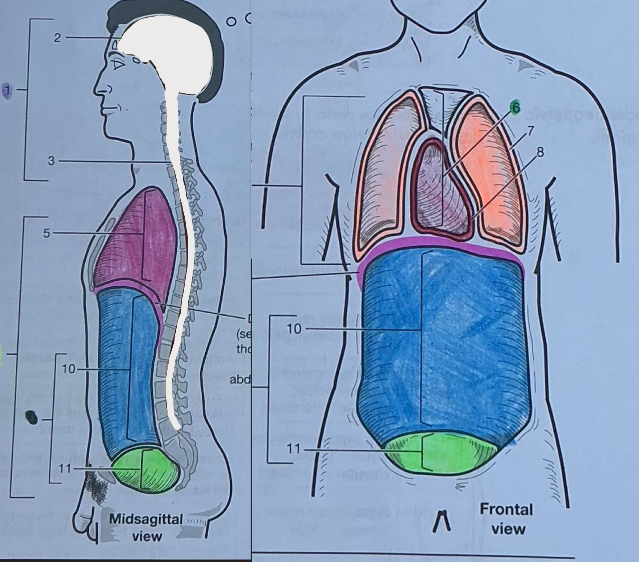 <p>Consists of the thoracic, abdominal, and pelvic cavities</p>
