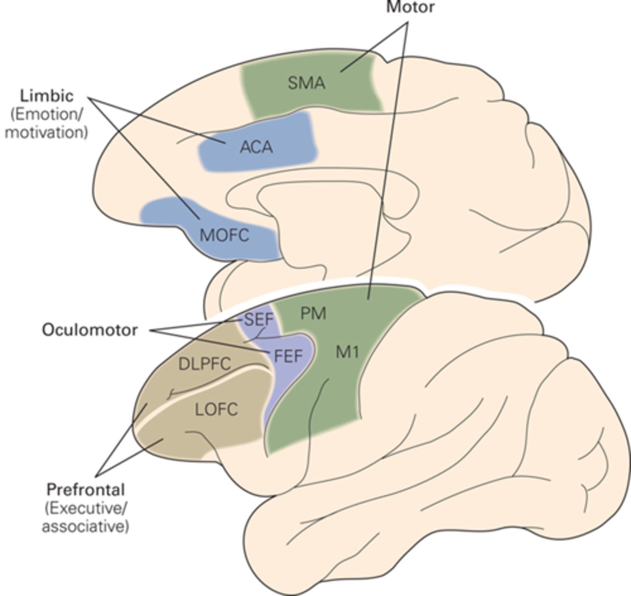 <p>motor, oculomotor, executive/associate, emotion, motivation</p>