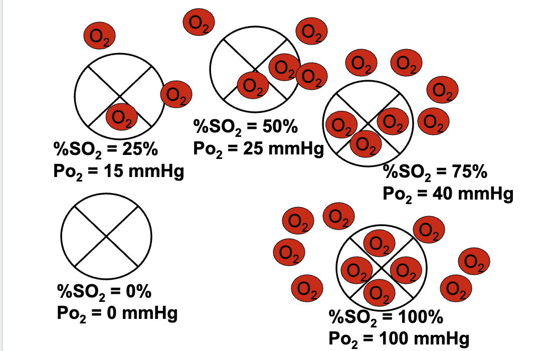 <ul><li><p>Hb responsible for O₂ capacity.</p></li><li><p>O₂ capacity ≈ <strong>1.35 mL O₂/g Hb</strong>.</p></li><li><p>Max O₂ bound = 1.35 mL × 15 g/dL = <strong>~20.3 mL O₂/dL blood</strong>.</p></li><li><p>% saturation formula:<br>%S O₂ = (O₂ bound to Hb / Hb O₂ capacity) × 100.</p></li><li><p>Curve is <strong>sigmoidal</strong> due to cooperativity.</p><div data-type="horizontalRule"><hr></div><p>JW HY: </p></li></ul><ul><li><p>100% saturation is 100% saturation, so what are you gaining from going to this O2 bar?</p></li><li><p>Right? You're increasing the partial pressure of O2, but if you're 100% saturated on your hemoglobin.</p></li></ul><p>Anemia = change in hemoglobin conc. = cap. to carry O2 reduced</p>