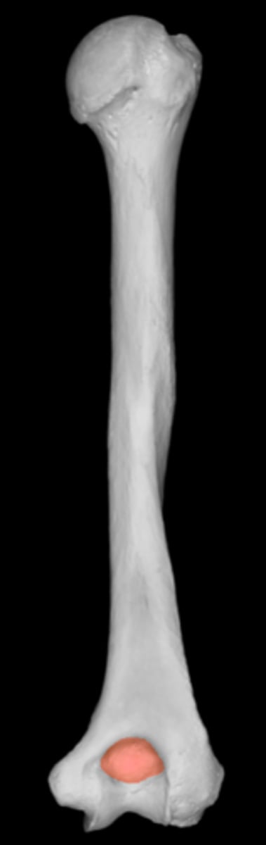 <p>articulates with olecranon of ulna</p>