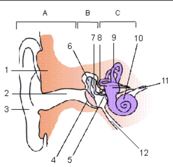 <p>label all numbered and lettered structures</p>