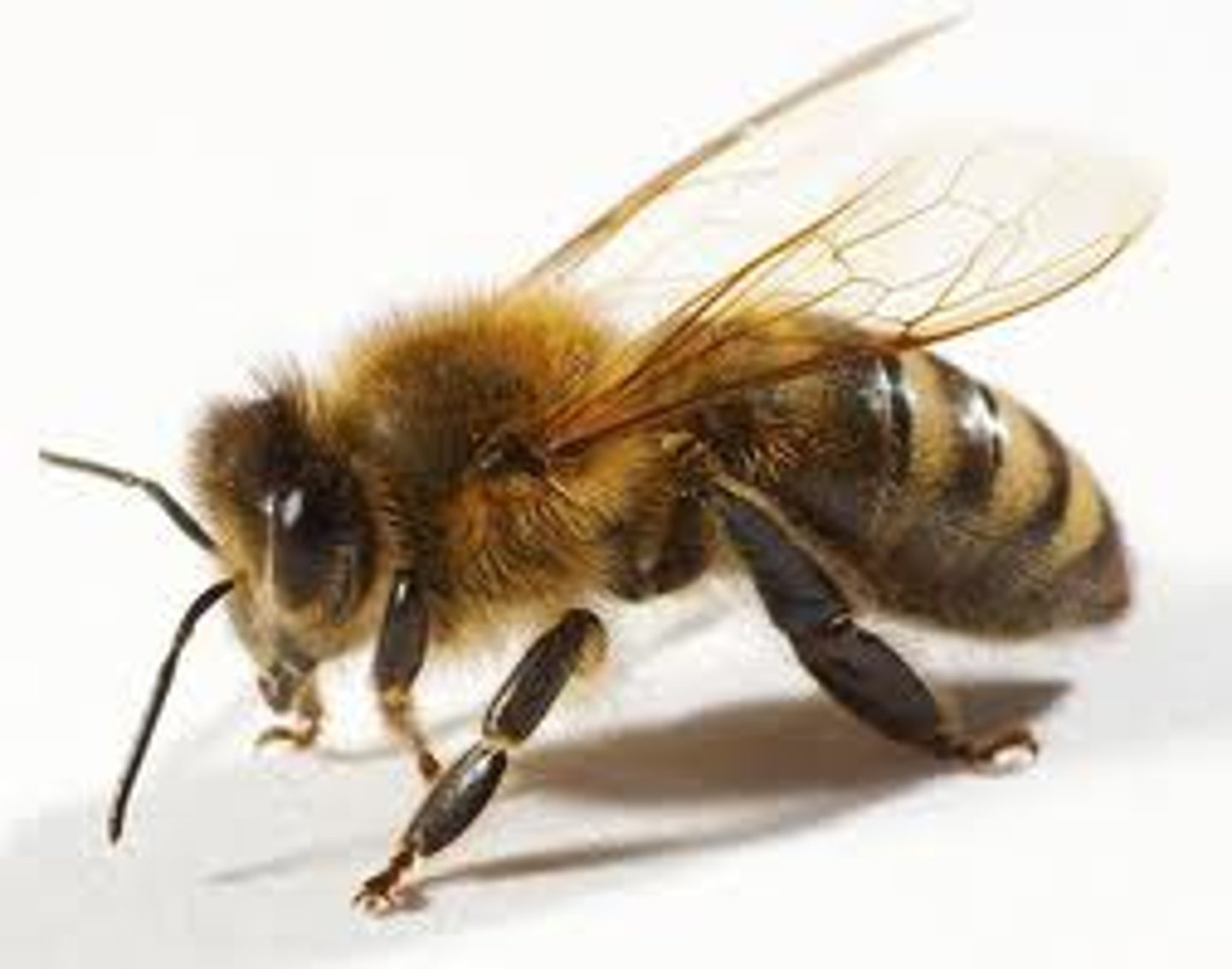 <p>bee</p>