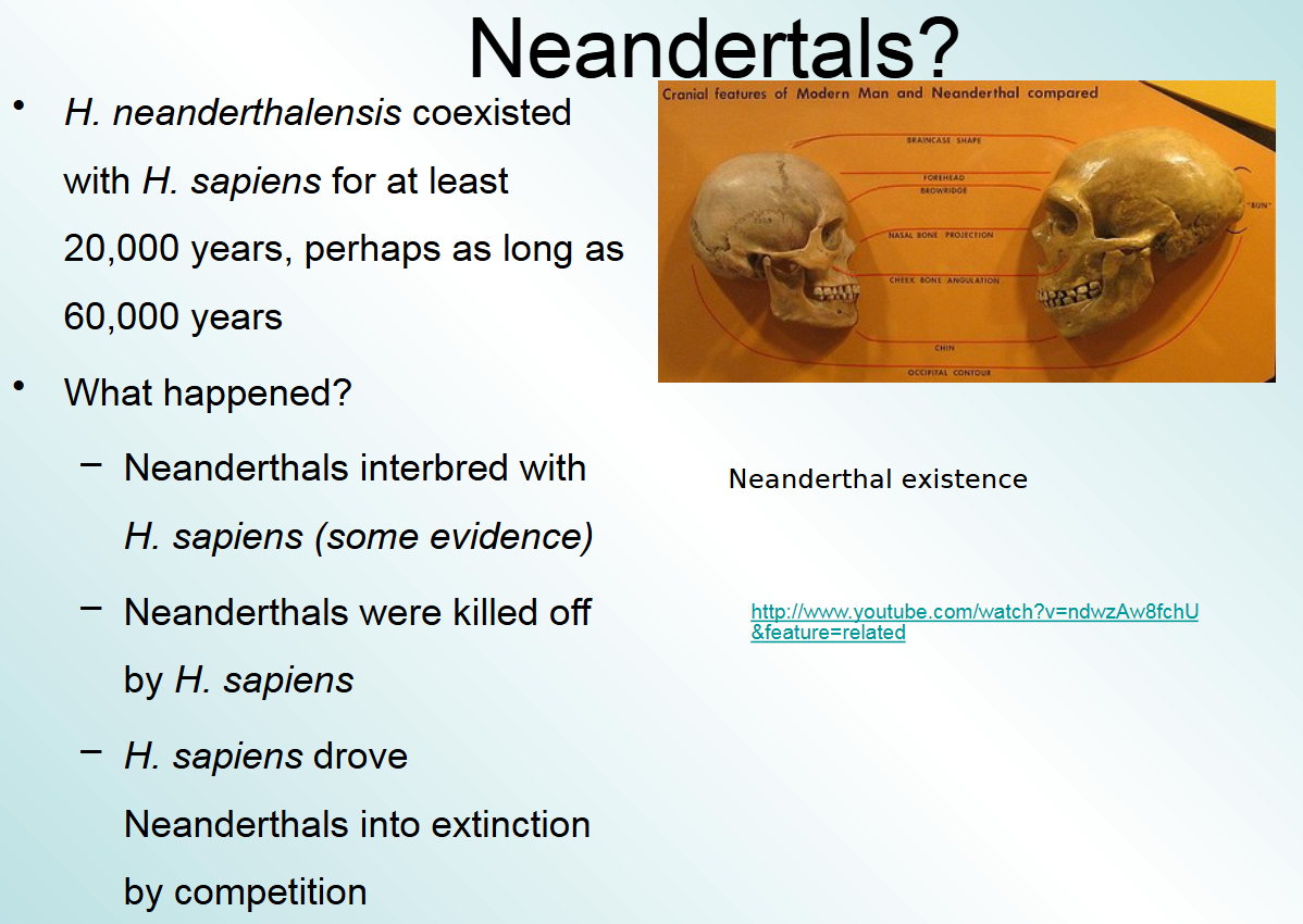 <p>they interbred with homosapiens and were killed off by them maybe due to disease or competition</p>