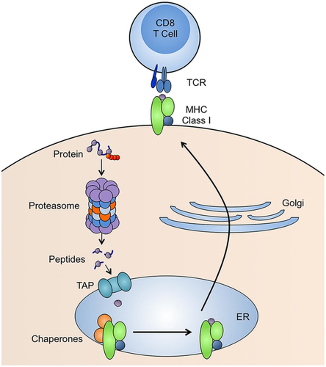 <p>1. Class I MHC are made in the ER where endogenous antigens and foreign proteins are synthesized in a body cell from viral activity or cancerous cells.</p><p>2. The antigens are transported to the ER by special transport proteins called TAPs.</p><p>3. The antigen is then loaded onto the the Class I MHC protein where the complex (MHC + antigen) is incorporated into the plasma membrane</p><p>4. The complex is displayed and CD8 can recognize</p>
