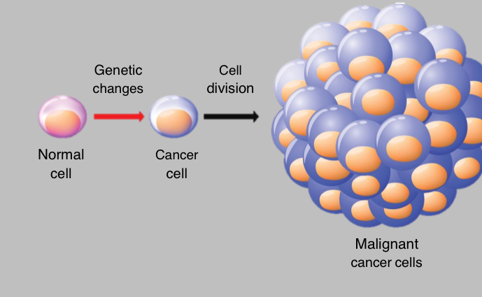 <p>Mutations in these genes lad to what?</p>