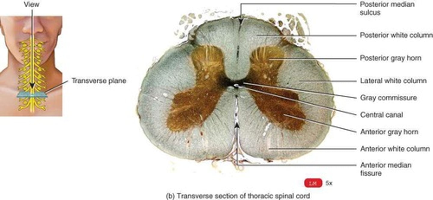 <p>The anterior median fissure and the posterior median sulcus.</p>