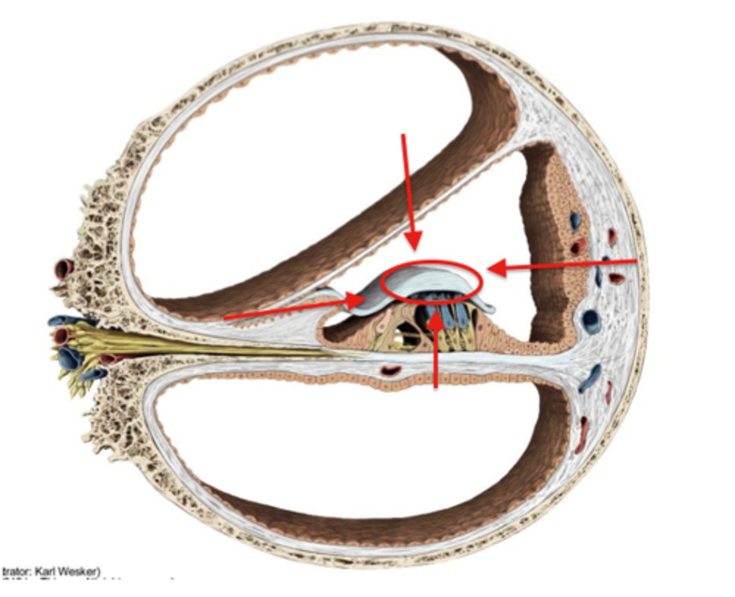 <p>gelatinous, ribbon-like structure sitting atop the organ of corti</p>