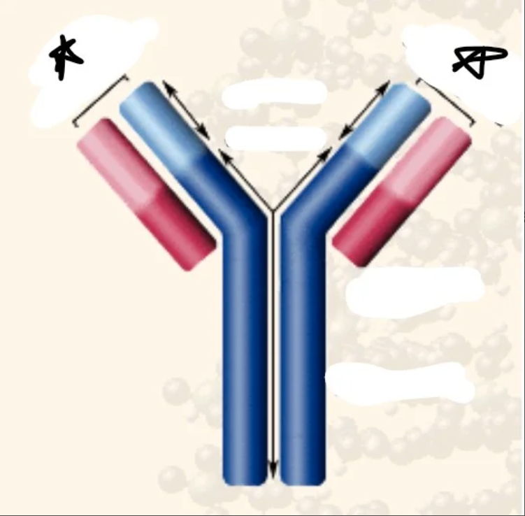 The red represents

\
a) light chain

b) heavy chain

c) constant

d) variable