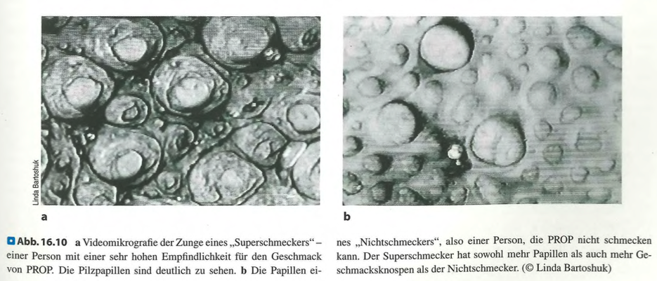 <p class=""><span data-name="brain" data-type="emoji">🧠</span><strong> Kurzfassung:</strong><br>Die Geschmackswahrnehmung unterscheidet sich <strong>zwischen Arten und Individuen</strong>. Genetische Unterschiede, z. B. bei Bitterrezeptoren (PTC/PROP), erklären, warum manche Menschen nichts schmecken (Nichtschmecker) und andere extrem sensibel reagieren (Superschmecker).</p><div data-type="horizontalRule"><hr></div><p class=""><span data-name="clipboard" data-type="emoji">📋</span><strong> Langfassung:</strong></p><p class=""></p><p> <span data-name="dna" data-type="emoji">🧬</span> <strong>Artenunterschiede</strong></p><ul><li><p class=""><strong>Katzen</strong>: kein süsser Geschmack – <strong>fehlendes Gen</strong> für Süssrezeptor.</p></li></ul><p></p><p> <span data-name="busts_in_silhouette" data-type="emoji">👥</span> <strong>Individuelle Unterschiede beim Menschen</strong></p><ul><li><p class=""><strong>PTC/PROP-Sensitivität</strong>:</p><ul><li><p class="">ca. <strong>1/3 Nichtschmecker</strong></p></li><li><p class="">Mehrheit: schmeckt Bitterkeit</p></li><li><p class=""><strong>Superschmecker</strong>: besonders empfindlich gegenüber bitter</p></li></ul></li></ul><p class=""></p><ul><li><p class="">Unterschied beruht auf:</p><ul><li><p class=""><strong>Rezeptor-Genen</strong></p></li><li><p class=""><strong>Dichte der Geschmacksknospen</strong></p></li></ul></li></ul><p class=""></p><p> <span data-name="pushpin" data-type="emoji">📌</span> <strong>Bedeutung</strong></p><ul><li><p class="">Unterschiede bei <strong>Bitterkeit</strong>, <strong>Süsse</strong> u. a. sind <strong>biologisch bedingt</strong>.</p></li><li><p class="">Präferenzen hängen oft <strong>nicht nur von Kultur oder Erfahrung</strong>, sondern auch <strong>von der genetischen Ausstattung</strong> ab.</p></li></ul><p></p>