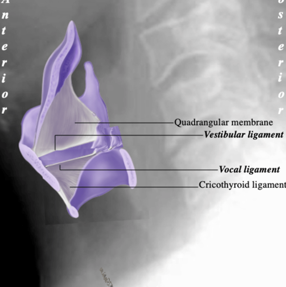 <p>vestibular ligament</p>