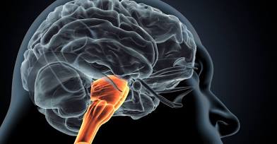 <p>Medulla</p>