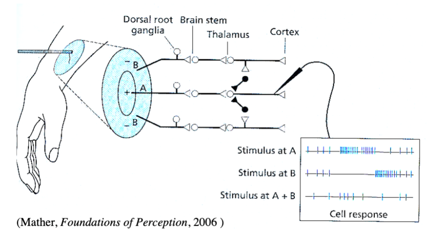 <p>each one in S1 responds to stimulation in only a specific small area of body</p><ul><li><p>A region (image) = excitatory centre (middle of stimulation spot)</p></li><li><p>B region = inhibitory surround (around stimulation spot)</p></li></ul><p></p>