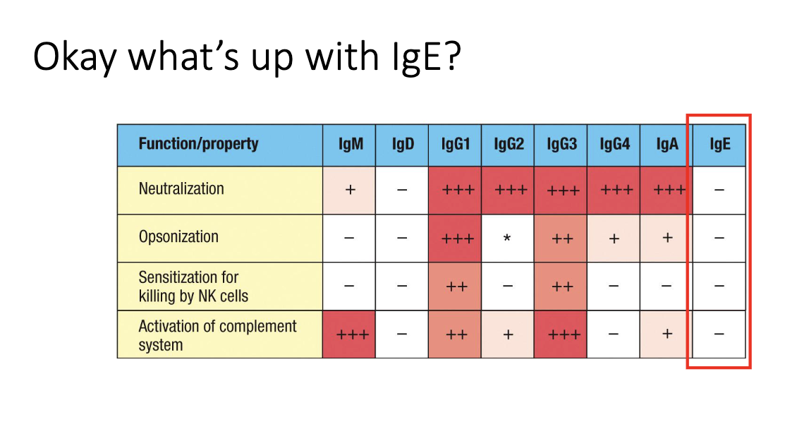 <ul><li><p class="isSelectedEnd"><span>Serum IgE levels are </span><strong><span>extremely low</span></strong><span> (ng/mL range).</span></p></li><li><p class="isSelectedEnd"><span>Too scarce to meaningfully neutralize or opsonize microbes.</span></p></li><li><p><span>Its role is instead mediated through </span><strong><span>FcεRI-bound IgE on granulocytes</span></strong><span>.</span></p></li></ul><img src="https://knowt-user-attachments.s3.amazonaws.com/9c2f0f42-b65c-4b31-a54e-03ef81af4c6e.png" data-width="100%" data-align="center" alt=""><p></p>