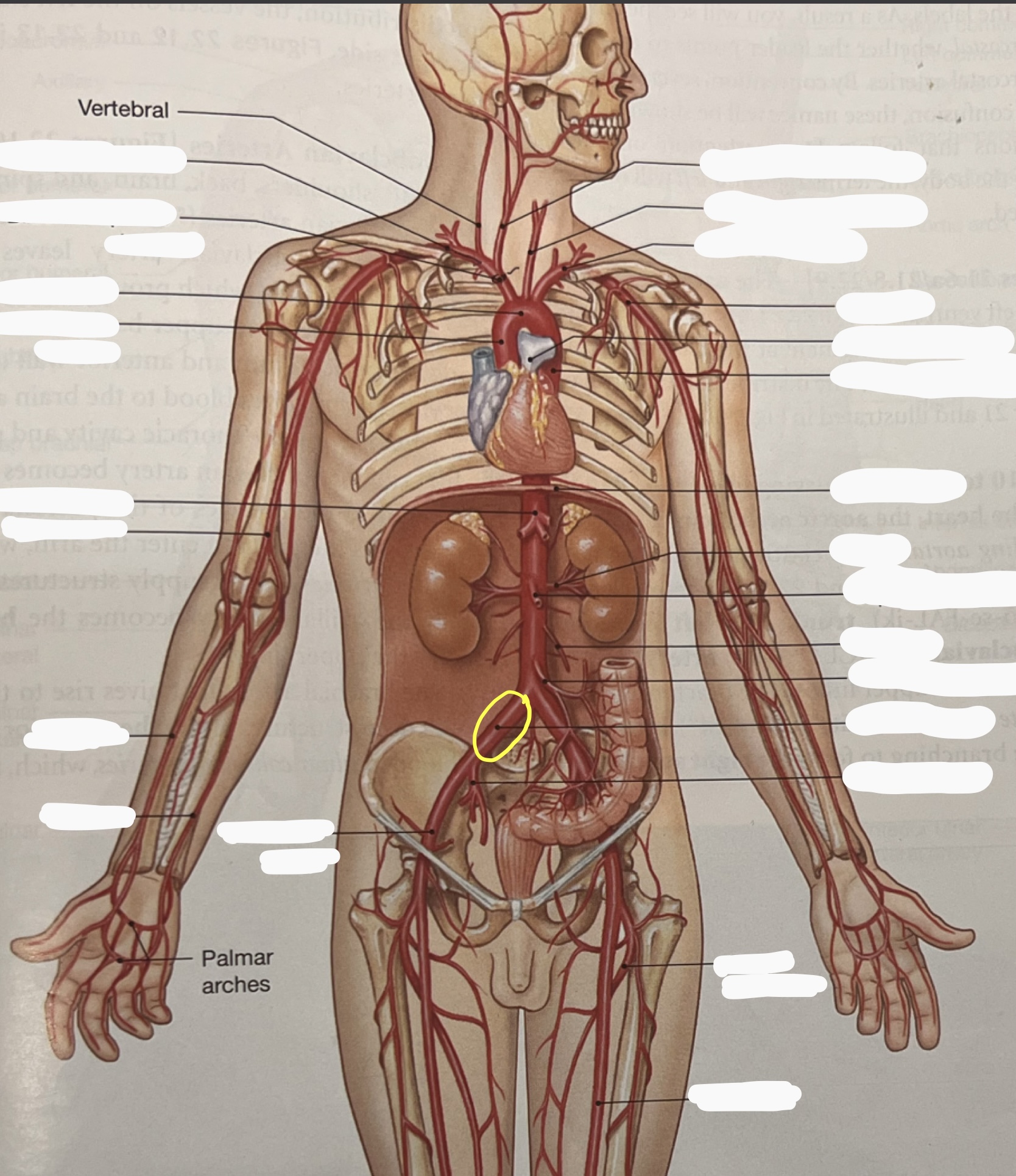 knowt flashcard image