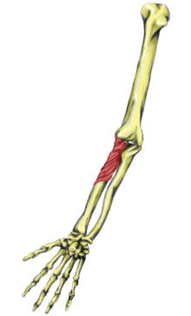 <p>Origin: Lateral epicondyle of humerus and ulna distal to radial notch</p><p>Insertion: Anterolateral surface of radius distal to radial tuberosity</p><p>Action: Supinates forearm</p><p>Innervation: Radial nerve (C6-C8 fibers)</p>