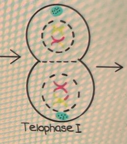 <ul><li><p>Zwei Tochterzellen werden gebildet</p></li><li><p>haploid, genetisch unterschiedlich</p></li></ul>