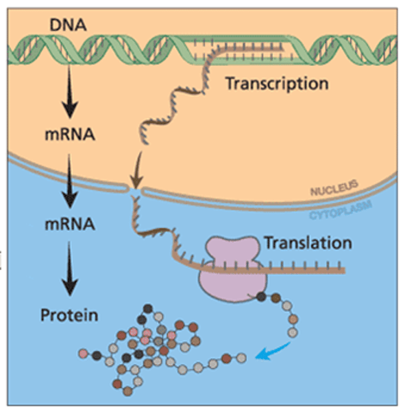 <p>process that decodes mRNA to produce a protein strand</p>