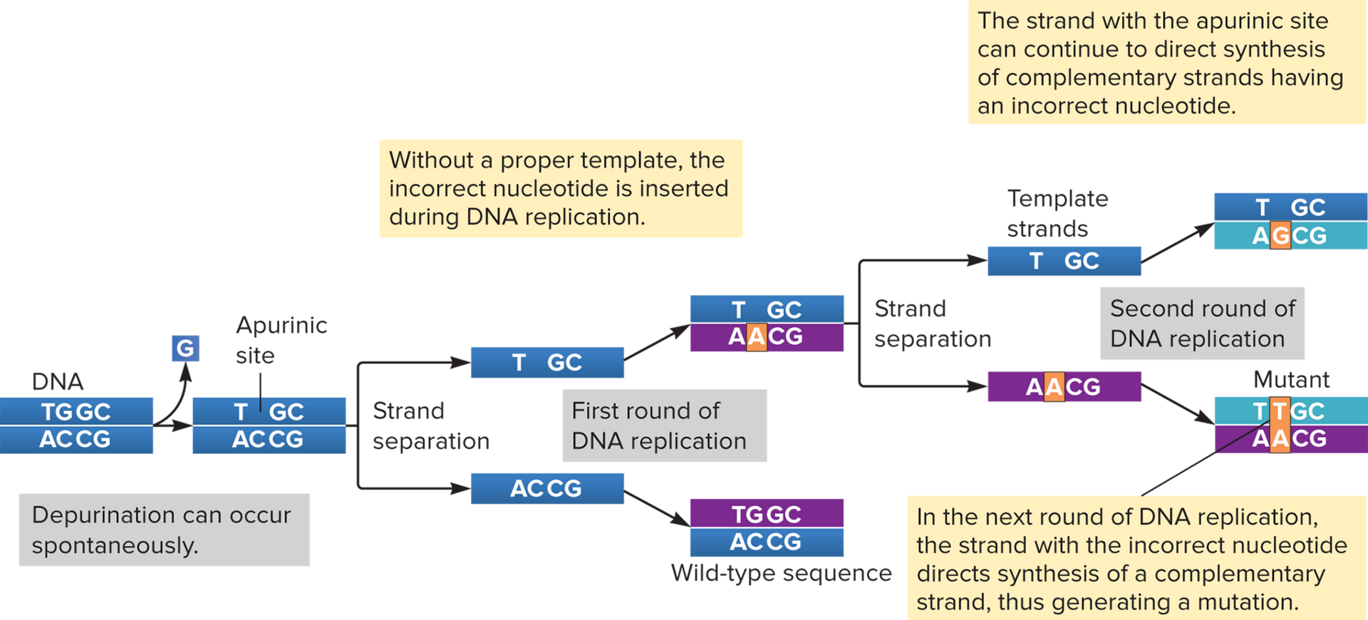 <p>( ) in DNA can cause spontaneous mutations. For example, purine nucleotides can be depurinated, meaning they lose their base but keep the sugar-phosphate backbone intact. This results in a ( ) site, which can’t base pair and may cause a mutation when the DNA is replicated.</p>