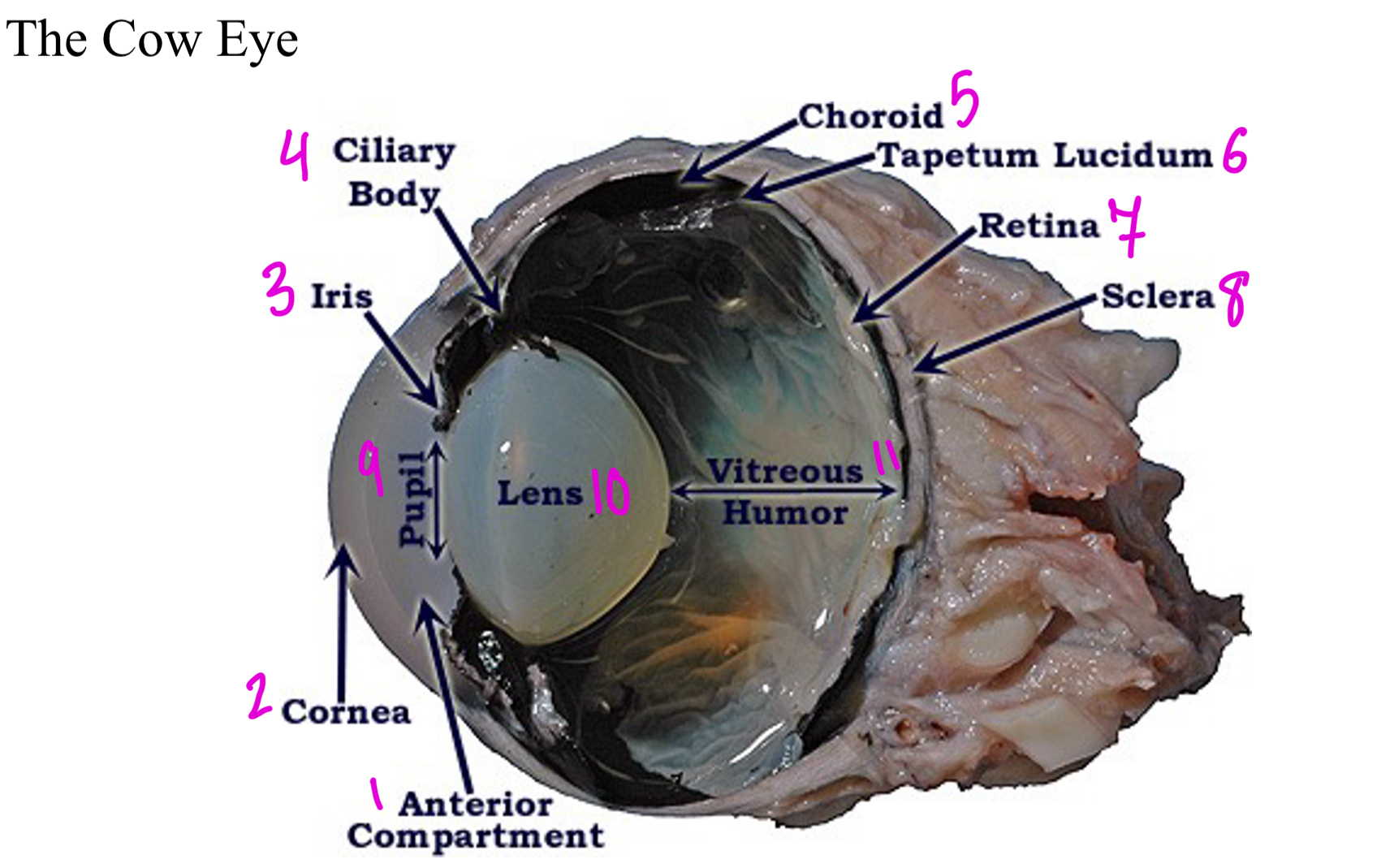<ol><li><p>Anterior compartment</p></li><li><p>Cornea</p></li><li><p>Iris</p></li><li><p>Ciliary body</p></li><li><p>Choroid </p></li><li><p>Tapetum lucidum</p></li><li><p>Retina</p></li><li><p>Sclera</p></li><li><p>Pupil</p></li><li><p>Lens</p></li><li><p>Vitreous humor</p></li></ol>