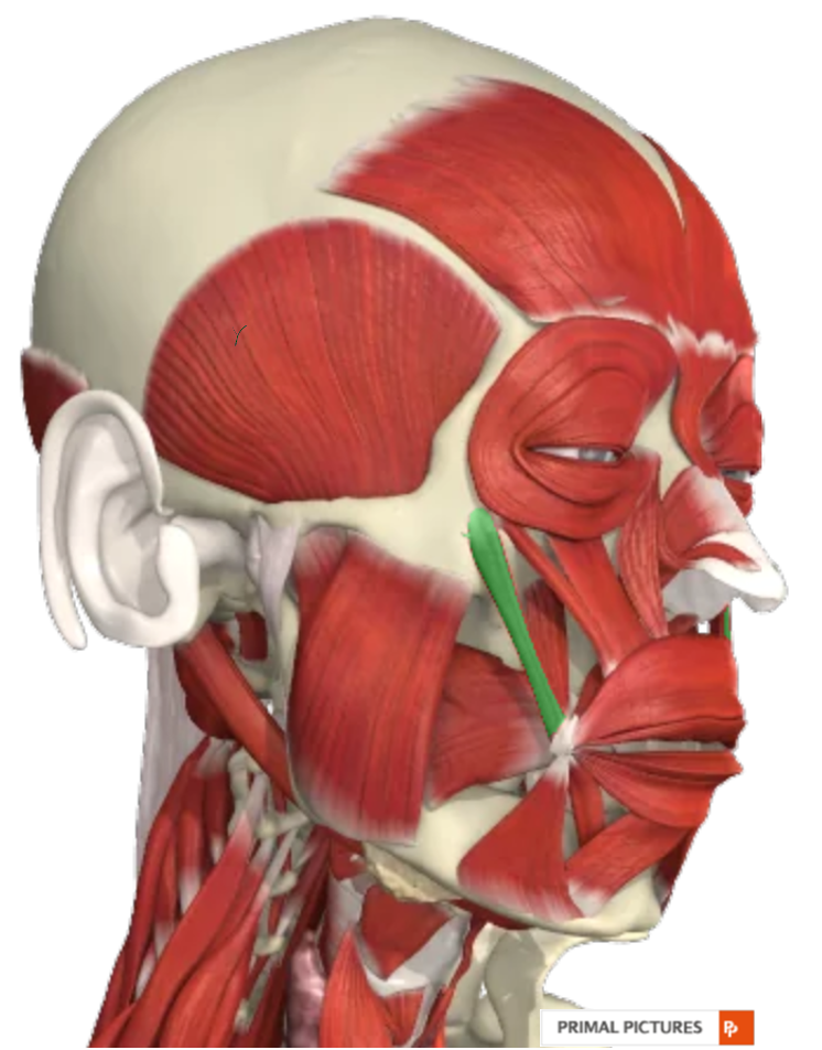 <p><strong>Origin:</strong> zygomatic bone<br><strong>Insertion:</strong> angle of mouth<br><strong>Action:</strong> mouth corner up<br><strong>Nerve:</strong> facial VII</p>