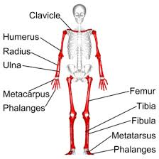 <p>Elongated bone; found in limbs such as femur, humerus, tibia.</p>