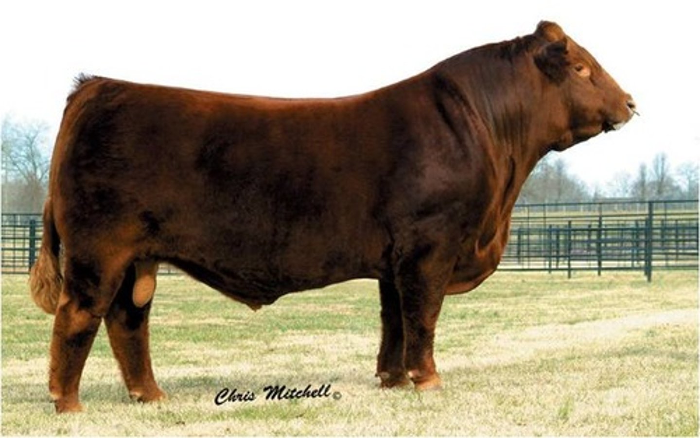 <p>Continental (EUROPEAN) cattle breed:</p><p>-from France</p><p>-reddish gold in color</p><p>-more moderately sized (smaller) than Charolais, very lean, muscular</p><p>-horned or polled</p><p>-similar to Charolais in carcass traits</p><p>-mean, "bad" bull</p>