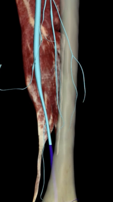 <p>What is highlighted in blue?</p>