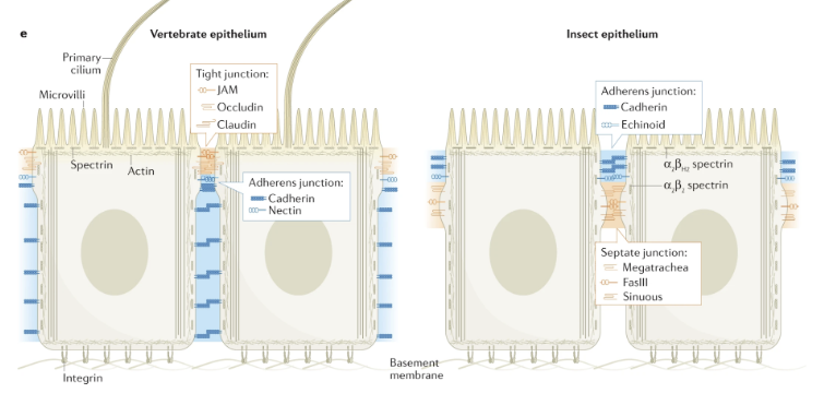 <ul><li><p>Apical domain specialised for secretion/absorption.</p></li><li><p>Junctional complexes separating the apical and lateral domains.</p></li><li><p>Adherens junctions anchored to the actin cytoskeleton.</p></li><li><p>Basal domain that attaches to a basement membrane.</p></li><li><p>Polarity complexes (Crumbs, Par, Scrib) that localize to the apical, junctional, and lateral regions in both groups.</p></li></ul><p></p>