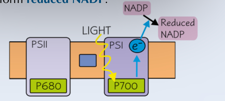<ul><li><p>Light energy is absorbed by PSI, which excites the electrons again to an even higher energy level.</p></li><li><p>The electrons are transferred to NADP, along with a proton from the stroma, to form reduced NADP.</p></li></ul>