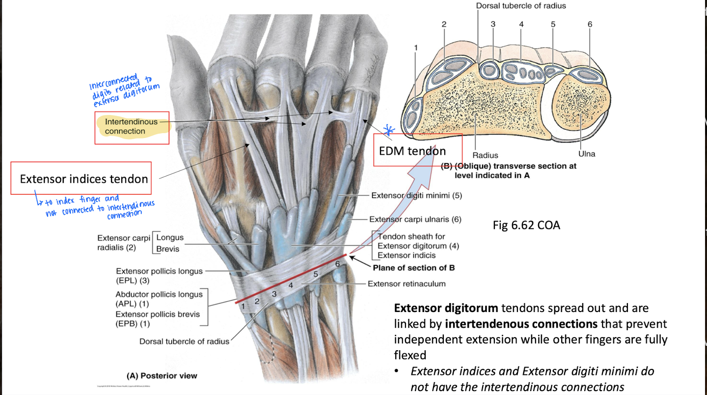 <ol><li><p>Index finger and not connected to intertendinous connection</p></li></ol><p></p>