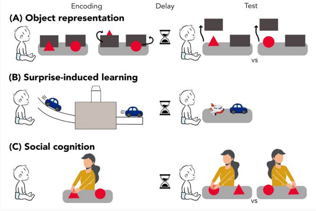 <ol><li><p>object representation </p></li><li><p>surprise induced learning</p></li><li><p>social cognition</p></li></ol><p></p>