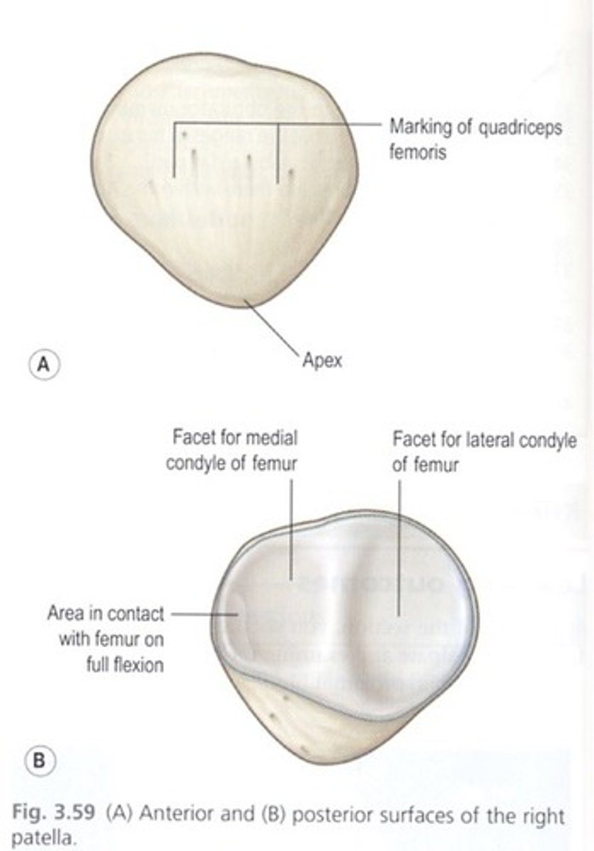 <p>Point tip toward you, notice the lean</p><p>Left lean -> Right patella</p><p>Right lean - Left patella</p>