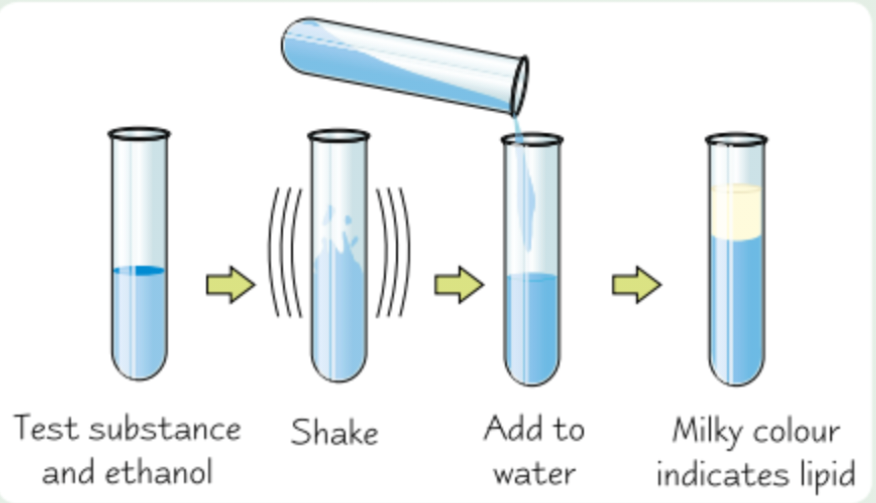 <ol><li><p><strong>Shake </strong>test substance with <strong>ethanol </strong>for 1min so it dissolves, then <strong>pour </strong>solution into <strong>water</strong></p></li><li><p>Any lipid shows up as <strong>milky emulsion</strong></p></li><li><p>More lipid = more noticeable milky colour</p></li></ol><p></p>