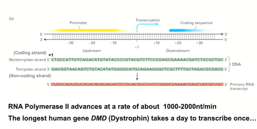 <ul><li><p>Start site is where RNA polymerase makes its first phosphodiester bond (it is always considered +1)</p></li><li><p><strong>Coding sequence is downstream</strong> from the start site and will usually include a translational start site&nbsp; (AUG) in the mRNA</p></li><li><p>Elements that regulate the initiation of transcription are upstream (known as the promoter - has all kinds of information that tells RNA polymerase to attach at the start site)</p></li><li><p>Non-template strand is the second DNA strand that is not read by RNA polymerase, but has an identical sequence (except Ts are Us instead)</p></li></ul><p></p>