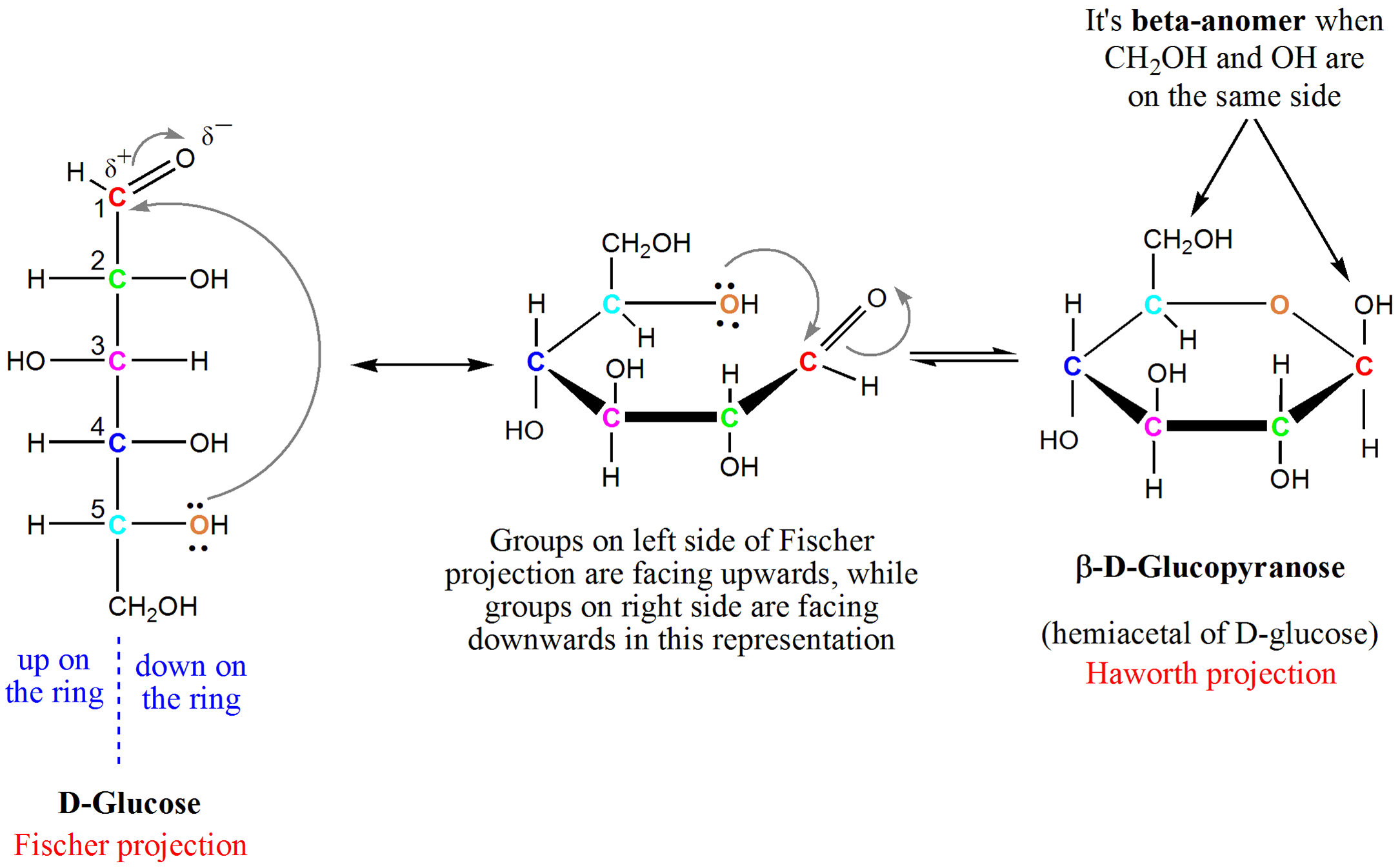 <p><strong>Hemiacetal formation</strong> from the reaction between an <strong>aldehyde (C1)</strong> and an internal alcohol (C5 OH). </p>