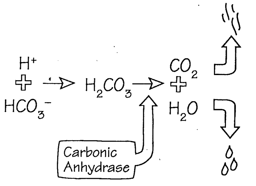 <ol><li><p>Extracellular buffer</p></li><li><p>H2CO3 does NOT build up</p><ol><li><p>Instead it is converted to CO2 and H2O and dissipated</p></li></ol></li><li><p>Steps</p><ol><li><p>H+ and HCO3- = H2CO3</p></li><li><p>Turns into Carbonic Anhydrase</p></li><li><p>CO2 is exhaled by lungs</p></li><li><p>H2O is diluted into the body’s pool</p></li></ol></li></ol>