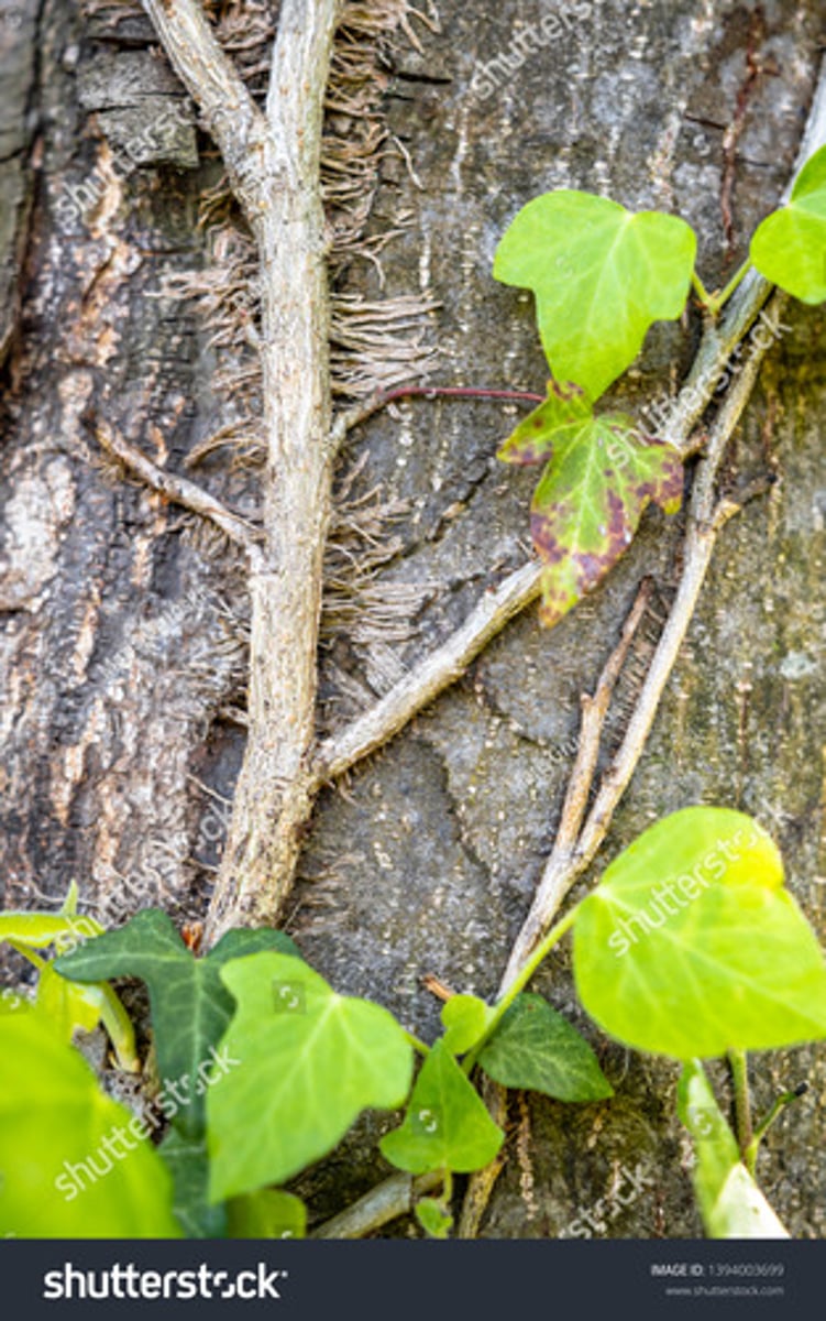 <p>strawberries (another one pops up from roots)</p>