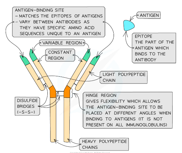 * The ‘hinge’ region, where the disulfide bonds join the heavy chains, gives flexibility to the antibody molecule, allowing the antigen binding site to be placed at different angles when binding to antigens
  * This region is not present in all classes of antibodies