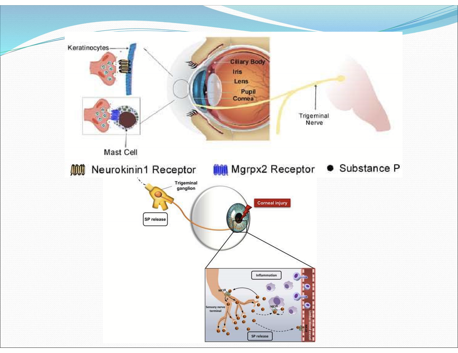 <p>It contributes to local inflammatory response through stimulation of cytokine production and epithelial mitosis and migration </p>