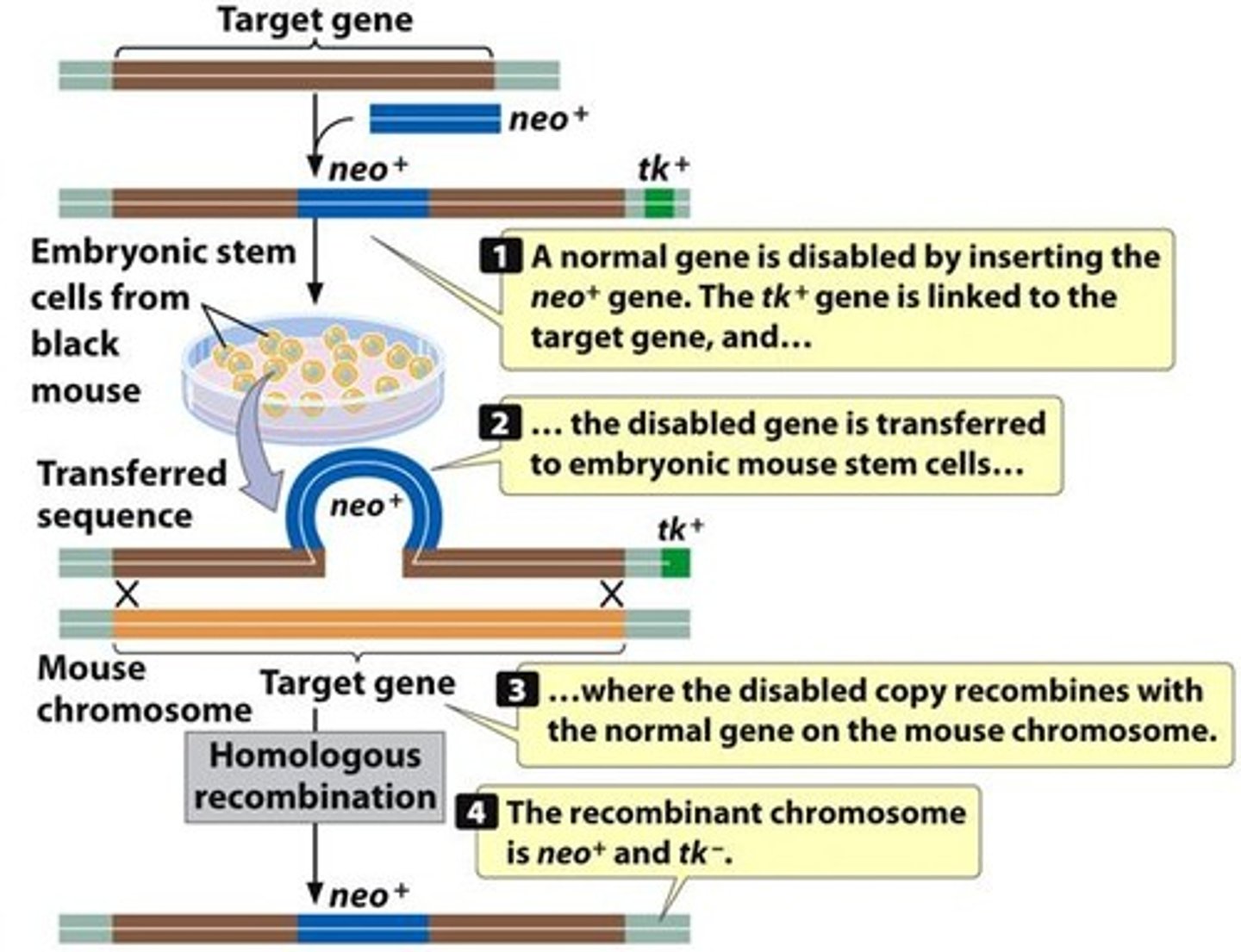 <p>Homologous recombination involves the replacement of a normal cellular target gene with a disrupted version from a plasmid.</p>