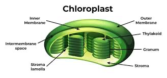 <ul><li><p>Eukaryotic cells</p></li><li><p>Converts sunlight energy to chemical energy stored in sugar molecules </p></li><li><p>2 membranes - thylakoids interconnected sacs </p></li><li><p>Division of membranes creates 3 “compartments”: thylakoids, stroma, inter-membrane </p></li></ul><p></p>